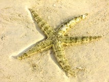 Gwiazda Malapascua plaża zdjęcia stock Gwiazda Malapascua plaża zdjęcia stock