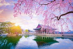 Gyeongbokgung palace with cherry blossom tree in spring time in stock image Gyeongbokgung palace with cherry blossom tree in spring time in stock image