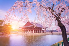 Gyeongbokgungs-Palast mit Zeit des Kirschblüten-Baums im Frühjahr herein lizenzfreie stockfotos Gyeongbokgungs-Palast mit Zeit des Kirschblüten-Baums im Frühjahr herein lizenzfreie stockfotos