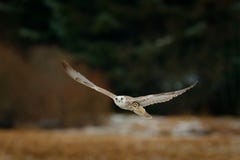 Gyrfalcon, Falco rusticolus, bird of prey fly. Flying rare bird with white head. Forest in cold winter, animal in nature habitat, stock image Gyrfalcon, Falco rusticolus, bird of prey fly. Flying rare bird with white head. Forest in cold winter, animal in nature habitat, stock image