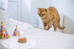 Gâteau d'aliment pour animaux familiers pour l'anniversaire de chat image stock Gâteau d'aliment pour animaux familiers pour l'anniversaire de chat image stock