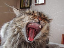 Gähnende Katze, die auf dem Tisch sitzt lizenzfreie stockfotos Gähnende Katze, die auf dem Tisch sitzt lizenzfreie stockfotos