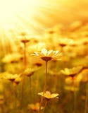 Gänseblümchenblumenfeld über Sonnenuntergang stockfotografie Gänseblümchenblumenfeld über Sonnenuntergang stockfotografie