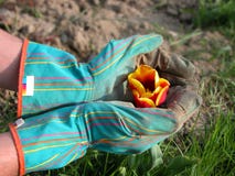 Gärtner, der eine Tulpe schützt Gärtner, der eine Tulpe schützt