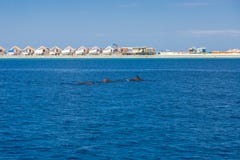 Gästgivargård Maldiverna för lyxig semesterort under konstruktion med delfin som simmar i det blåa havet många begreppsekologibil arkivfoto Gästgivargård Maldiverna för lyxig semesterort under konstruktion med delfin som simmar i det blåa havet många begreppsekologibil arkivfoto