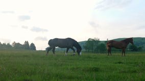 Gå hästnaturen stock video Gå hästnaturen stock video