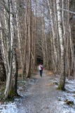 Gå i en björkskog i vinter royaltyfri foto Gå i en björkskog i vinter royaltyfri foto