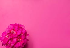 Géranium de floraison sur un fond rose avec l'espace pour le texte Configuration plate, concept minimal de vue supérieure images libres de droits Géranium de floraison sur un fond rose avec l'espace pour le texte Configuration plate, concept minimal de vue supérieure images libres de droits