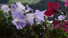 Géraniums sur le balcon Géraniums sur le balcon
