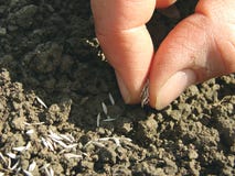 Gérmenes de la siembra Gérmenes de la siembra