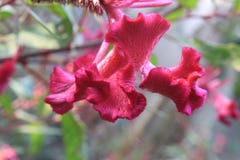 Gênero magenta roxo Celosia das flores do cristata do Celosia do rosa, woolflowers, crista Creasta Cocosului dentro para graden foto de stock royalty free Gênero magenta roxo Celosia das flores do cristata do Celosia do rosa, woolflowers, crista Creasta Cocosului dentro para graden foto de stock royalty free