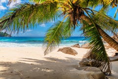 Gömma i handflatan och den tropiska stranden med vit sand arkivfoto Gömma i handflatan och den tropiska stranden med vit sand arkivfoto