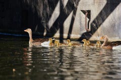 Gąski rodzina robi wycieczce na ` Eilbekcanal ` w Hamburg zdjęcia stock Gąski rodzina robi wycieczce na ` Eilbekcanal ` w Hamburg zdjęcia stock