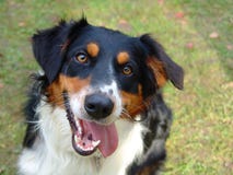 Głowa Border collie obraz stock Głowa Border collie obraz stock