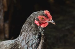 Głowa czarna karmazynka z czerwoną gręplą na tle stajnia fotografia royalty free Głowa czarna karmazynka z czerwoną gręplą na tle stajnia fotografia royalty free