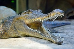 Głowa słodkowodny krokodyla Crocodylus johnsoni zdjęcie stock Głowa słodkowodny krokodyla Crocodylus johnsoni zdjęcie stock