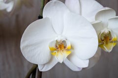 h?rlig blommaorchid close upp Orkid?knopp arkivfoto h?rlig blommaorchid close upp Orkid?knopp arkivfoto