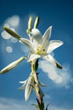 h?rlig dag Lilja som blommar på en varm sommardag arkivfoton h?rlig dag Lilja som blommar på en varm sommardag arkivfoton