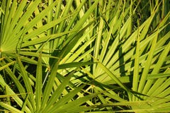 Ha veduto la priorità bassa del Palmetto fotografia stock libera da diritti Ha veduto la priorità bassa del Palmetto fotografia stock libera da diritti