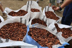 Habas del cacao en sacos imagenes de archivo Habas del cacao en sacos imagenes de archivo