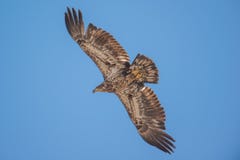 Haber aislado no maduro del águila calva y altísimo en los cielos azules durante migraciones tempranas de la primavera en el área fotos de archivo libres de regalías Haber aislado no maduro del águila calva y altísimo en los cielos azules durante migraciones tempranas de la primavera en el área fotos de archivo libres de regalías