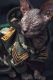 Habillement chaud de jeune chaton images libres de droits Habillement chaud de jeune chaton images libres de droits