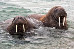 Haevyweihts - Walrussen op de kust van Svalbard royalty-vrije stock afbeeldingen Haevyweihts - Walrussen op de kust van Svalbard royalty-vrije stock afbeeldingen