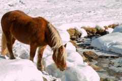 Haflinger horse goes drinking on the snow Stock Photos Haflinger horse goes drinking on the snow Stock Photos