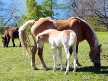 Haflinger trakenu konie w St Catarine, Po?udniowy Tirol, W?ochy obrazy stock Haflinger trakenu konie w St Catarine, Po?udniowy Tirol, W?ochy obrazy stock