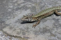 Hagedis op een rots onder de zon royalty-vrije stock fotografie Hagedis op een rots onder de zon royalty-vrije stock fotografie