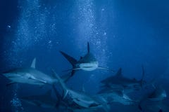 Haifisch-Geschichte stockfotos Haifisch-Geschichte stockfotos