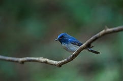 Hainan blue flycatcher Cyornis hainanus Royalty Free Stock Image Hainan blue flycatcher Cyornis hainanus Royalty Free Stock Image