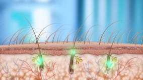 Hair follicle. With an effect on the root hairs of smaller molecules later, thinning and destruction