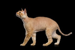 Haired Ginger Sphynx Cat on Isolated Black background Stock Image Haired Ginger Sphynx Cat on Isolated Black background Stock Image
