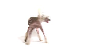 Hairless Chinese Crested dog chasing its own tail
