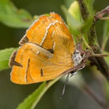 Hairstreak de Brown (betulae de Thecla) na ameixoeira-brava Imagem de Stock Hairstreak de Brown (betulae de Thecla) na ameixoeira-brava Imagem de Stock