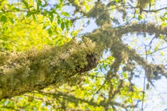 Hairy moss or lichen growing underneath a tree branch royalty free stock photo Hairy moss or lichen growing underneath a tree branch royalty free stock photo