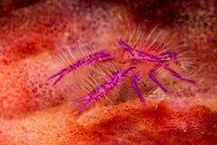 hairy squat lobster in a sponge