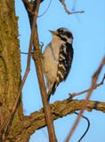 Hairy woodpecker stock photo Hairy woodpecker stock photo