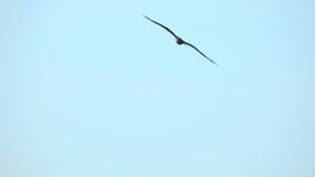 Halcón del vuelo Halcón del vuelo
