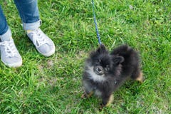 Half-breed of Pomeranian Spitz is walking on a grass with its owner, top view. royalty free stock images Half-breed of Pomeranian Spitz is walking on a grass with its owner, top view. royalty free stock images
