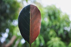 Half green and half dry autumn leaf on bokeh background stock photo Half green and half dry autumn leaf on bokeh background stock photo