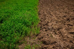 Half green wheat field in the spring sun and half unworked land stock image Half green wheat field in the spring sun and half unworked land stock image