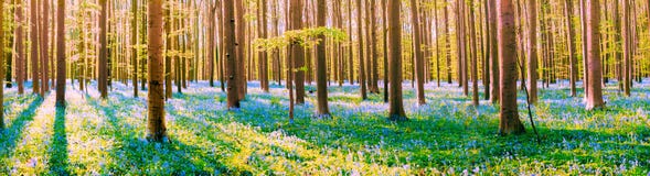 Hallerboos, The Blue Forest