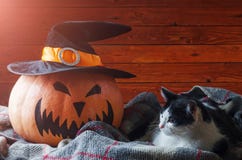 Halloween background, orange pumpkin in hat and cat on a wooden Royalty Free Stock Images Halloween background, orange pumpkin in hat and cat on a wooden Royalty Free Stock Images