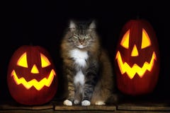Halloween Cat With Jack-O-Lanterns Stock Images