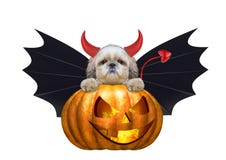 Halloween pumpkin witch cute shitzu dog in bat costume - isolated on white Stock Image Halloween pumpkin witch cute shitzu dog in bat costume - isolated on white Stock Image