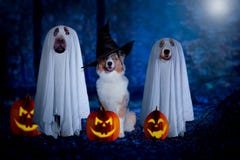 Halloween, three dogs sit disguised as ghost and witch in front royalty free stock photography Halloween, three dogs sit disguised as ghost and witch in front royalty free stock photography