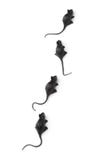 Halloween - Vier Toy Mice, Hoogste Mening - die op Witte Backgrou wordt geïsoleerd royalty-vrije stock afbeelding Halloween - Vier Toy Mice, Hoogste Mening - die op Witte Backgrou wordt geïsoleerd royalty-vrije stock afbeelding