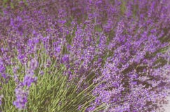 Halna lawenda Fragrant purpury pola kwiaty obrazy royalty free Halna lawenda Fragrant purpury pola kwiaty obrazy royalty free